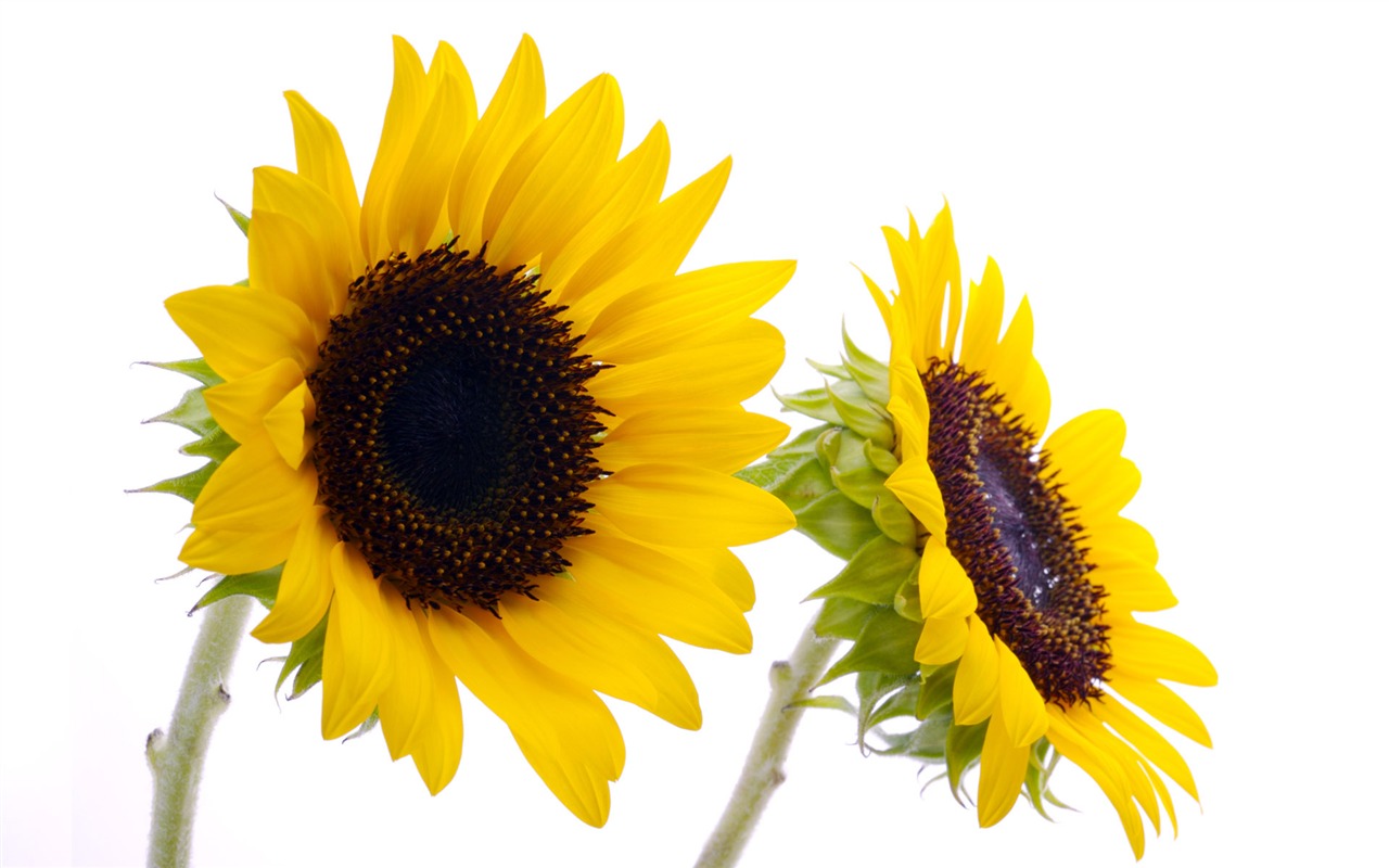 Sunny sunflower photo HD Wallpapers #28 - 1280x800