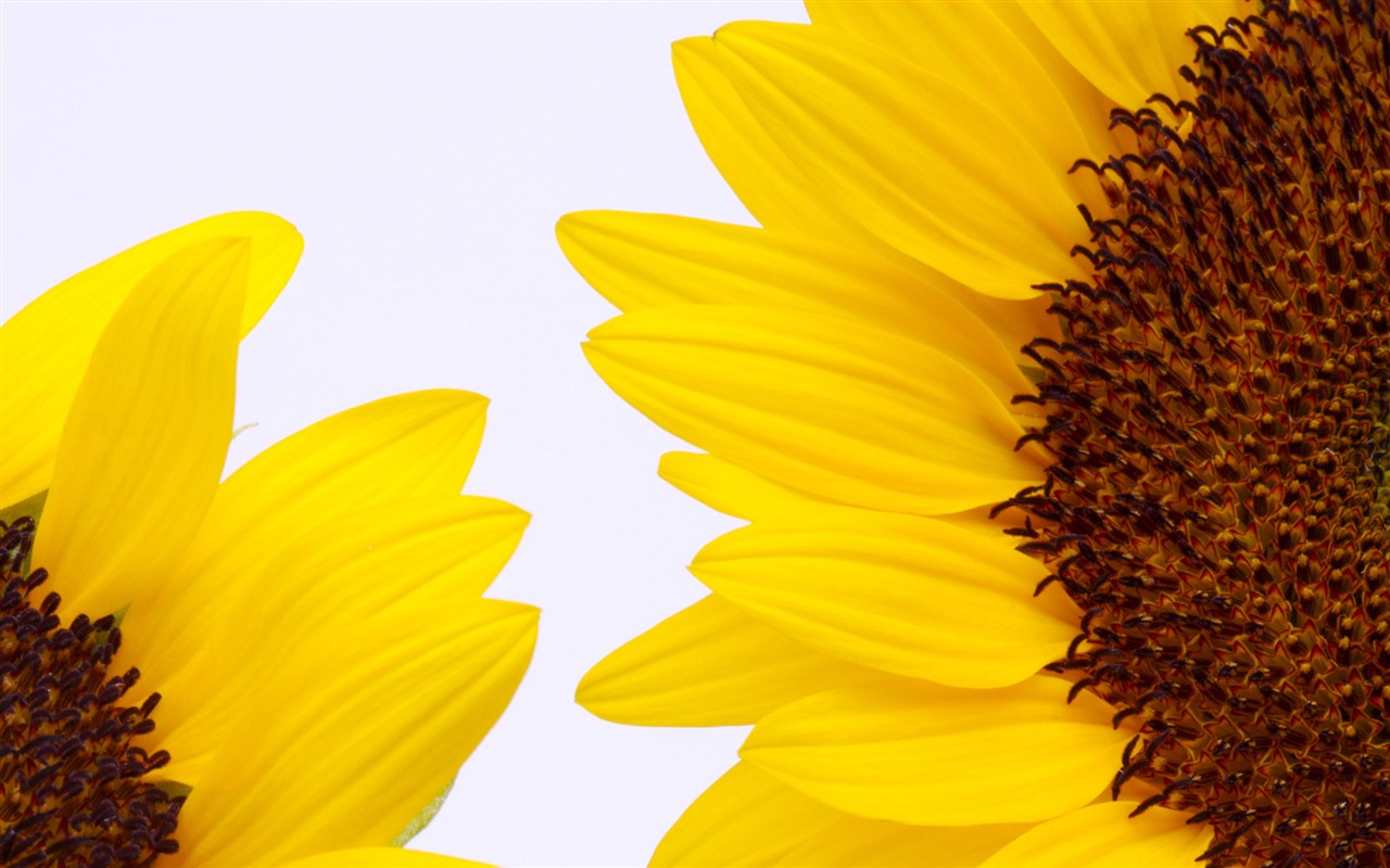 陽光 葵花寫真高清壁紙 #31 - 1280x800