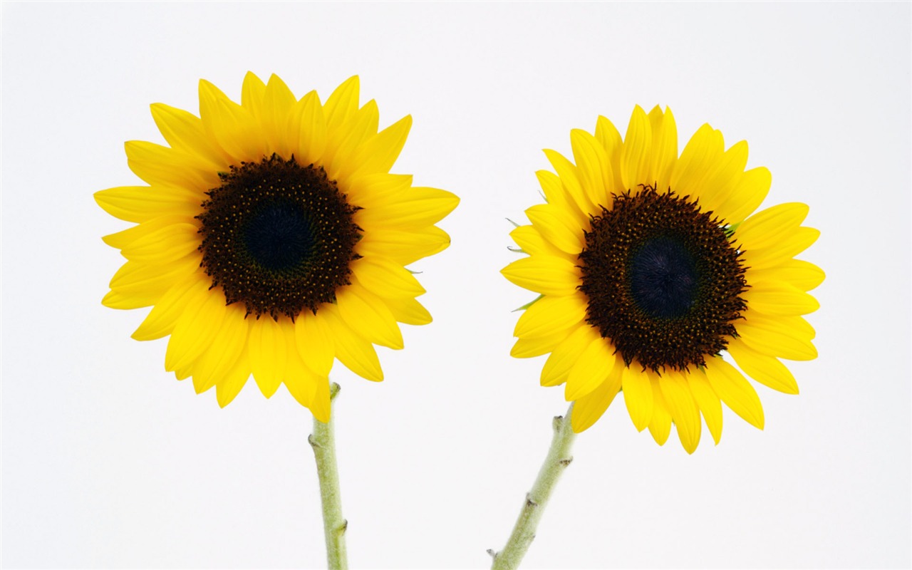 Sunny slunečnice foto HD Tapety na plochu #32 - 1280x800