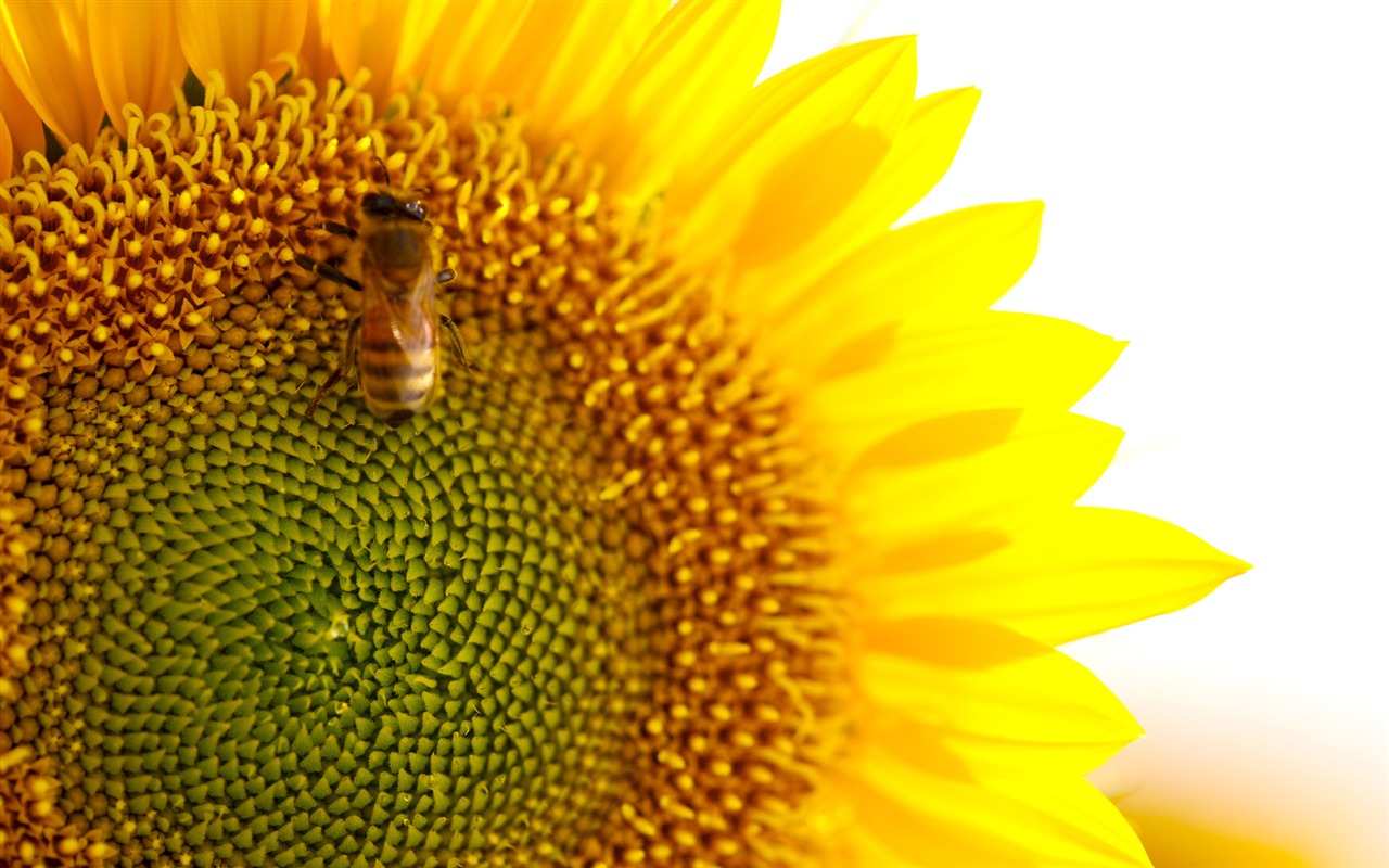 Sunny sunflower photo HD Wallpapers #33 - 1280x800