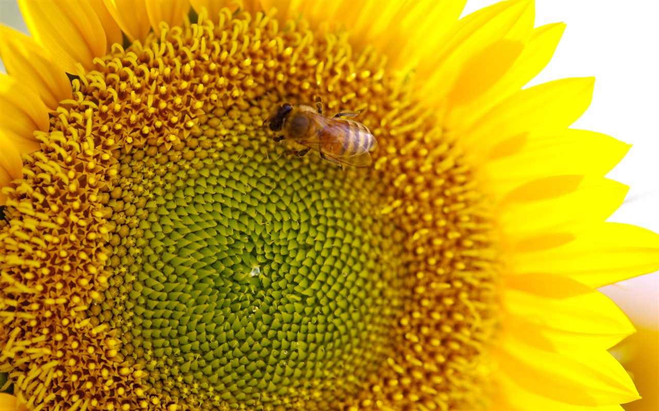 Sunny sunflower photo HD Wallpapers #36 - 1280x800