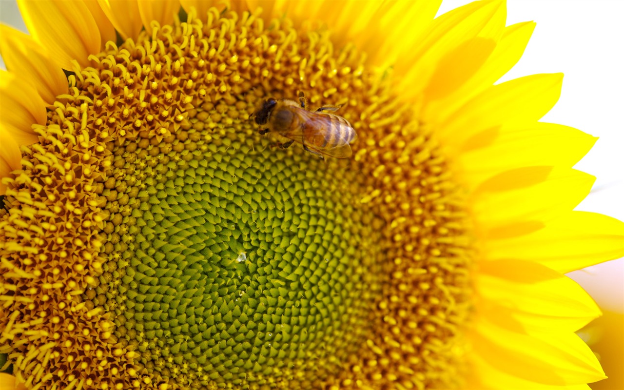 Sunny photo de tournesol HD Wallpapers #36 - 1280x800