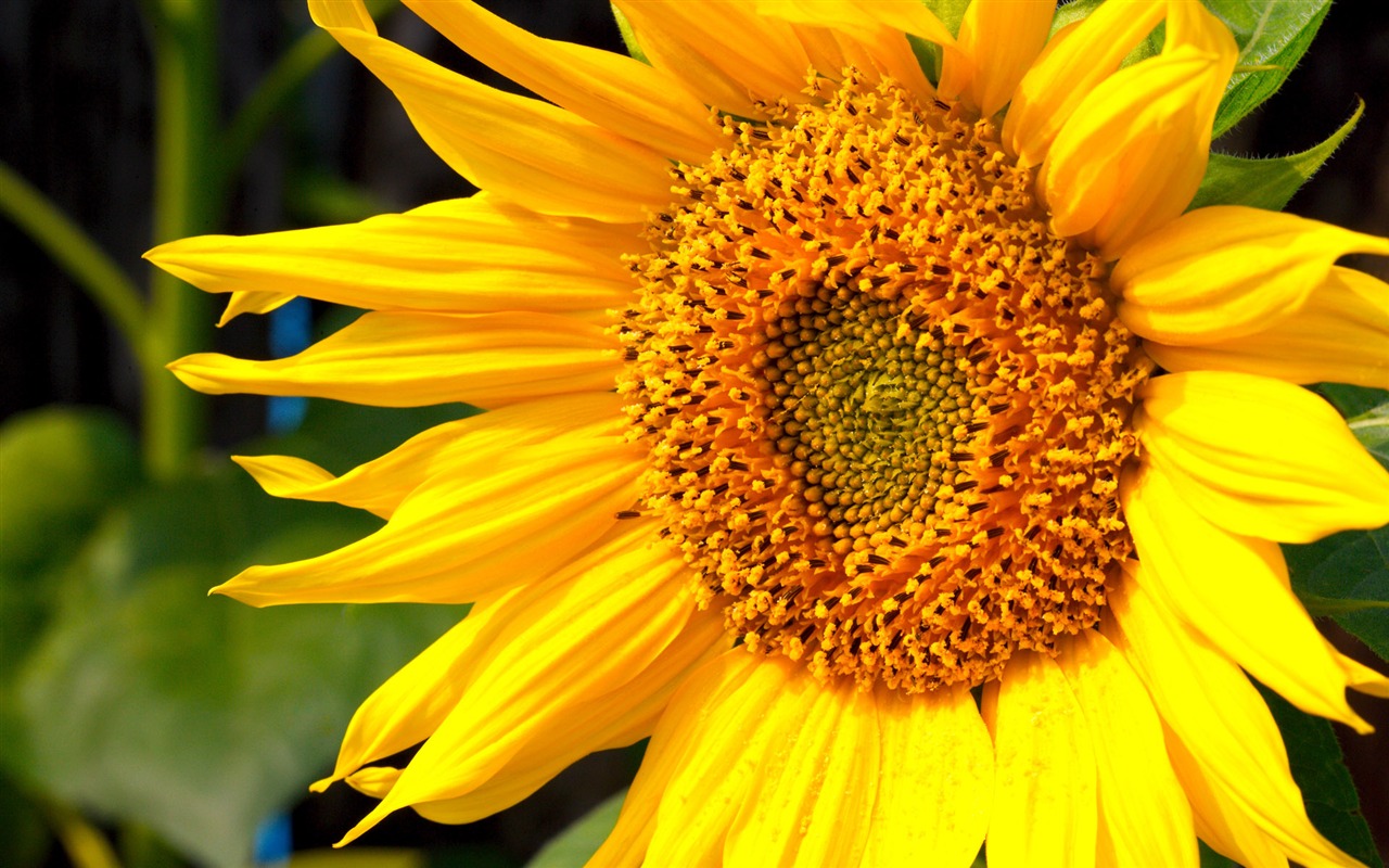 Sunny sunflower photo HD Wallpapers #37 - 1280x800