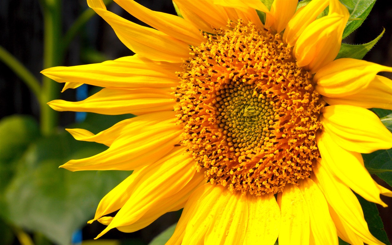 Sunny photo de tournesol HD Wallpapers #37 - 1280x800