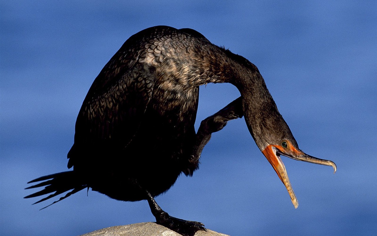 Webshots Animal Wallpapers (1) #10 - 1280x800