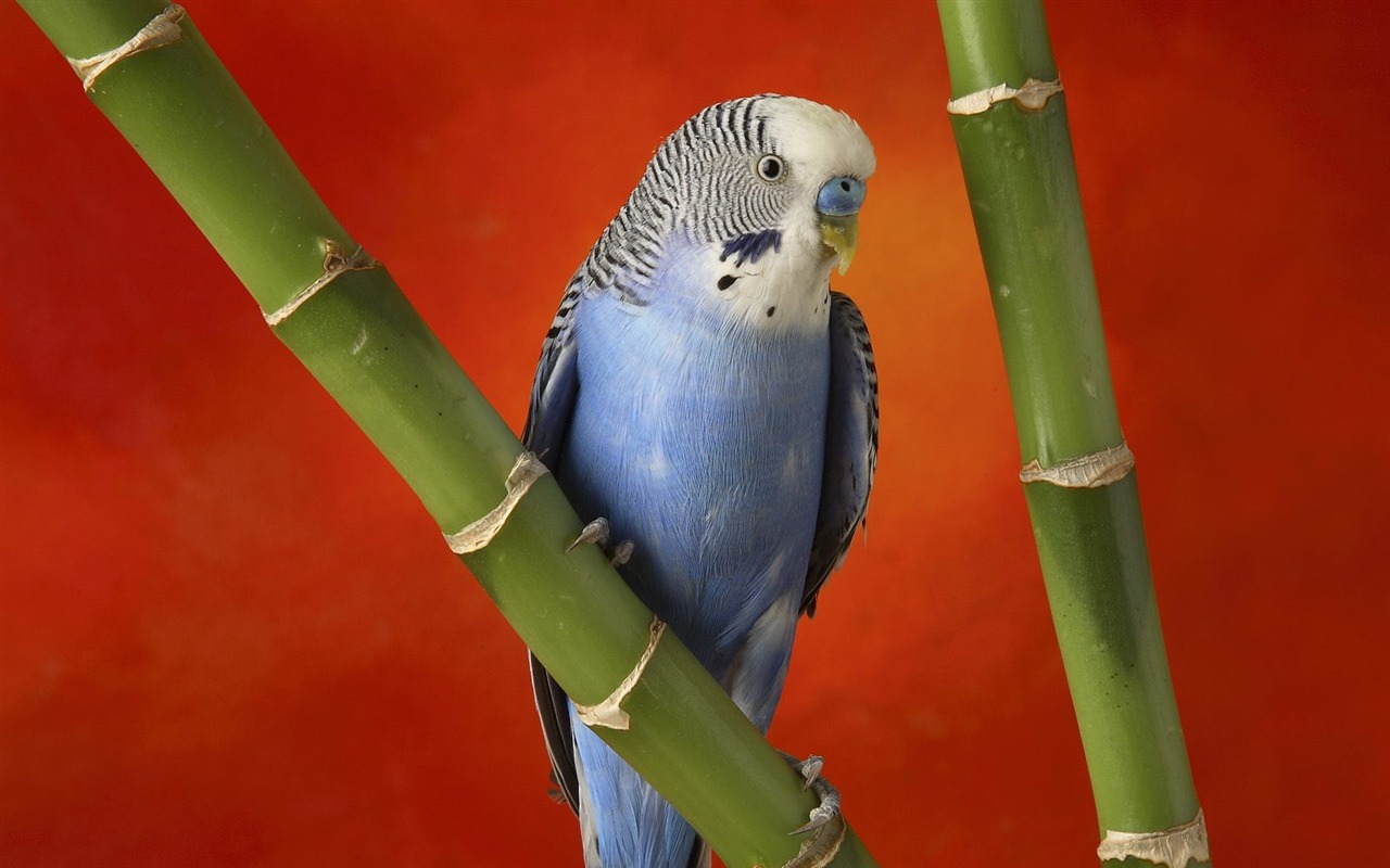 Webshots Animal Wallpapers (1) #17 - 1280x800
