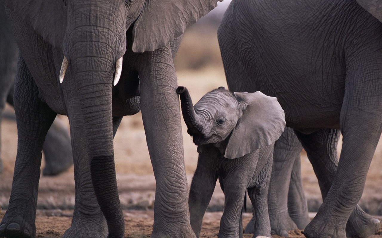 Webshots Animal Wallpapers (1) #19 - 1280x800