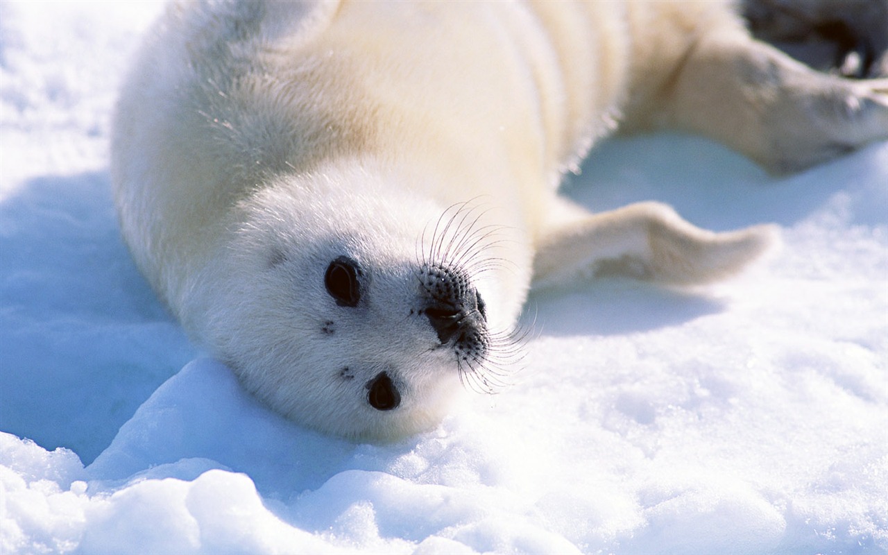 Animals of the Sea Lion Photo Wallpaper #1 - 1280x800