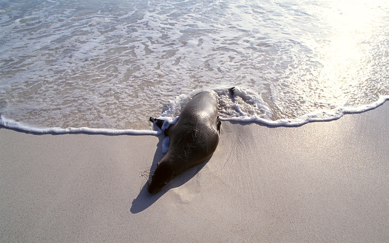 動物寫真壁紙之海獅 #5 - 1280x800
