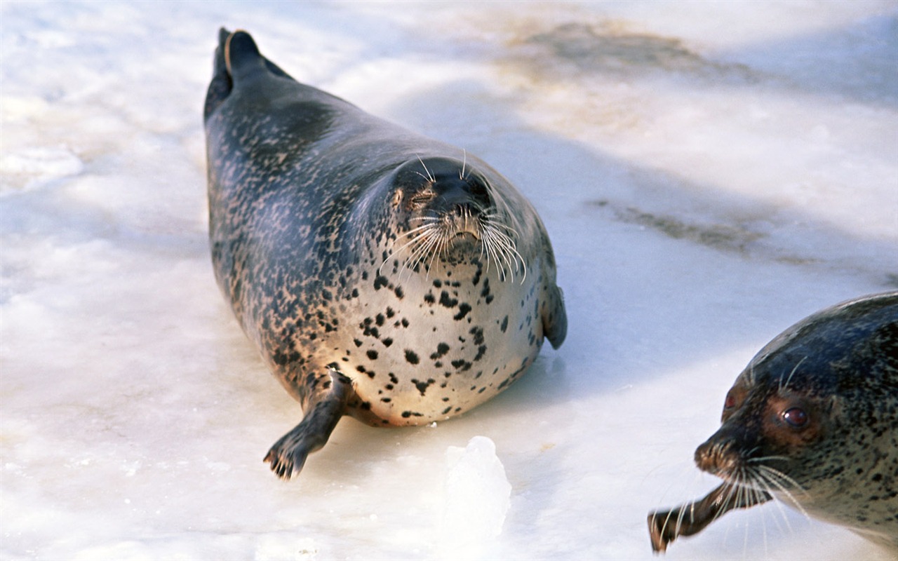 Die Tiere der Sea Lion Photo Wallpaper #8 - 1280x800