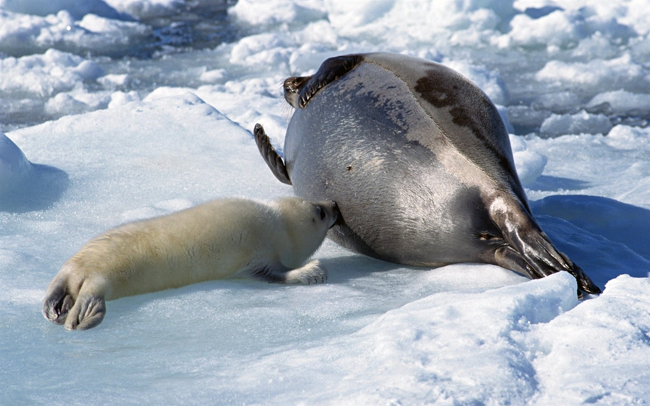 Animals of the Sea Lion Photo Wallpaper #11 - 1280x800