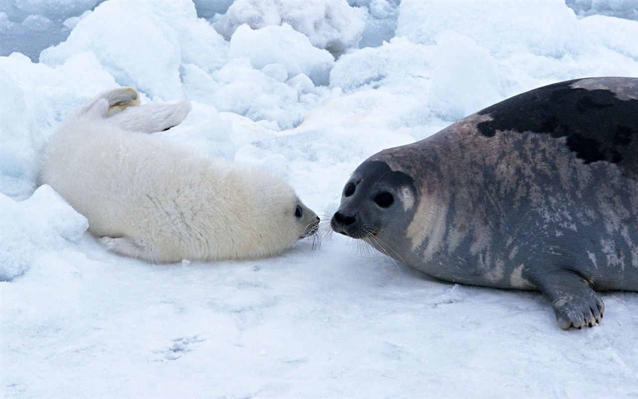 Animals of the Sea Lion Photo Wallpaper #16 - 1280x800