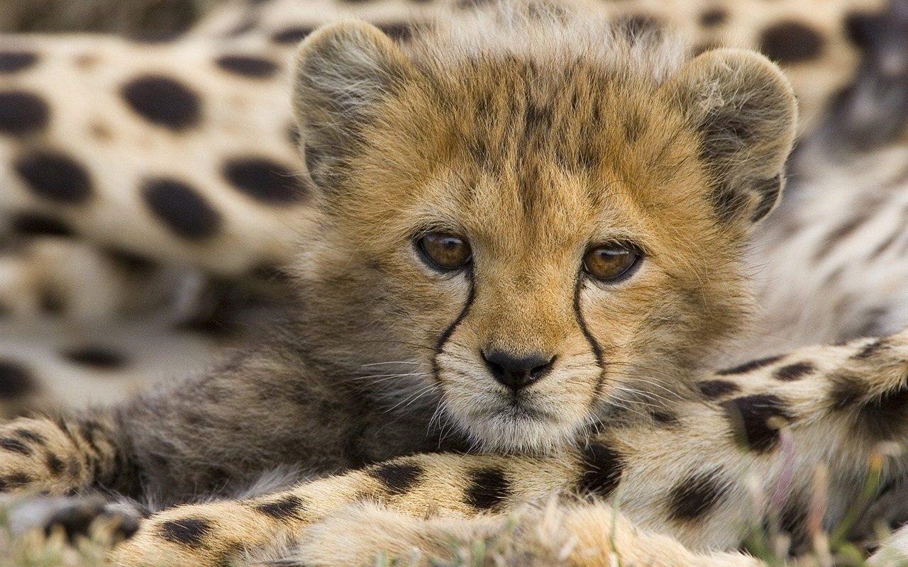 Webshots Animal Wallpapers (1) #4 - 1280x800