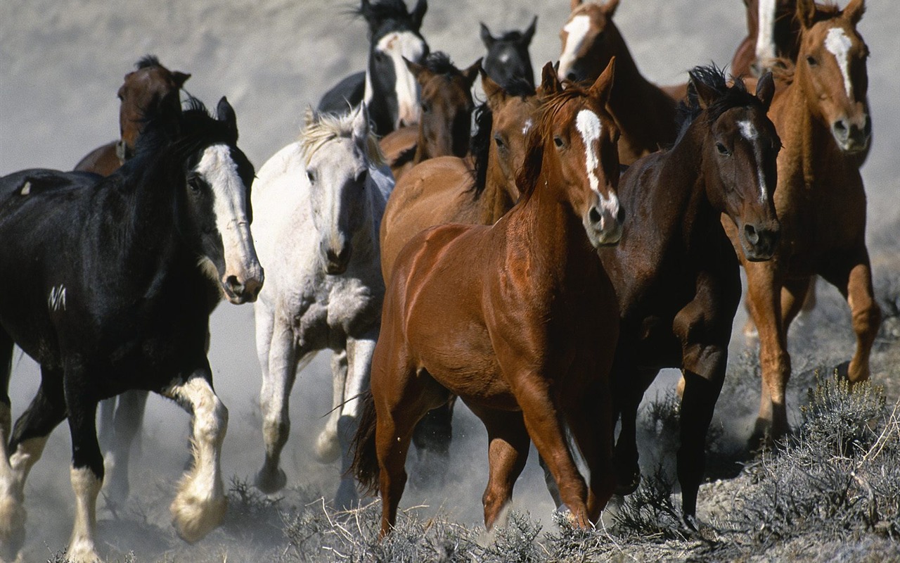 Webshots Animal Wallpapers (1) #5 - 1280x800