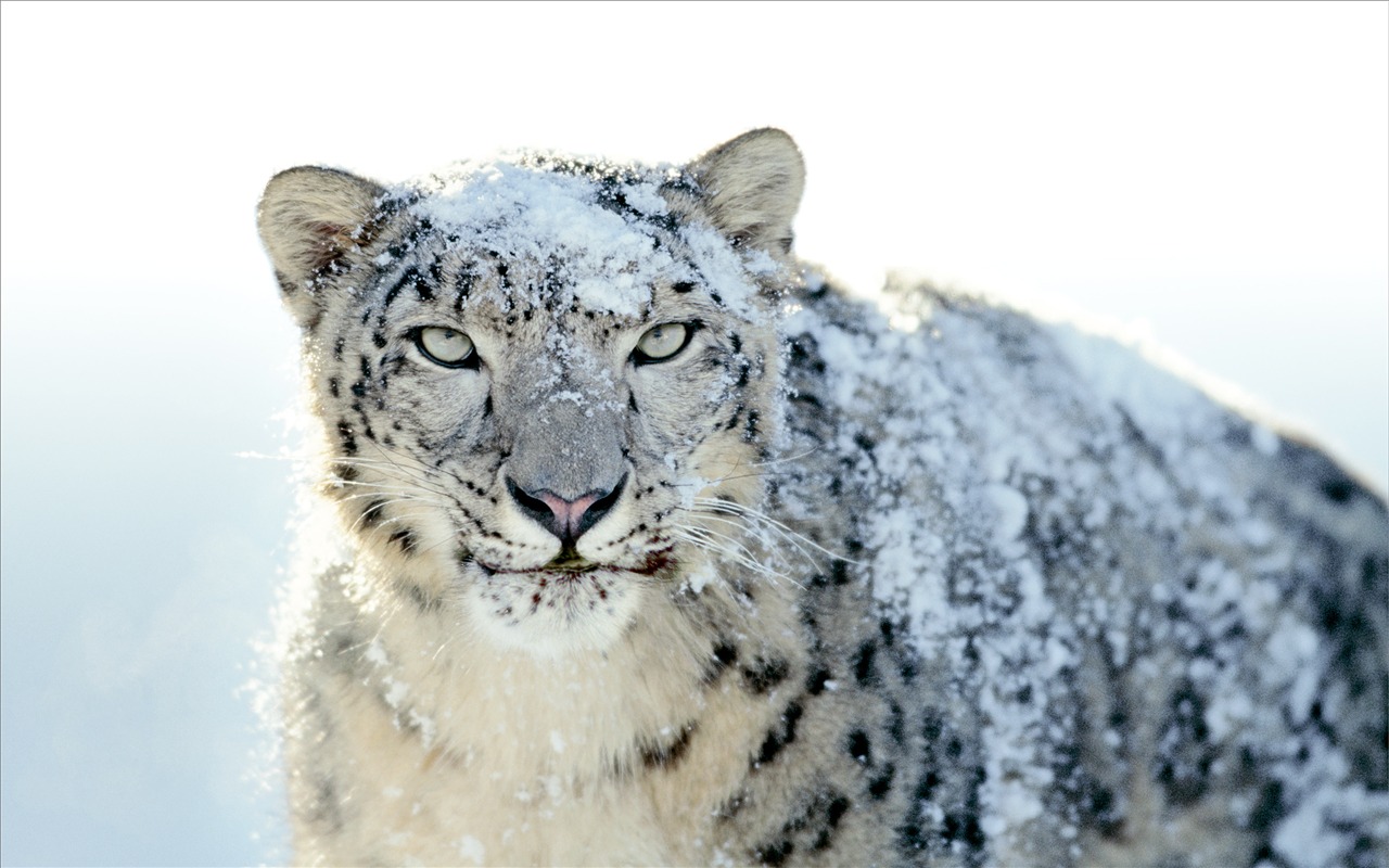 Apple Snow Leopard standardní wallpaper plné #21 - 1280x800