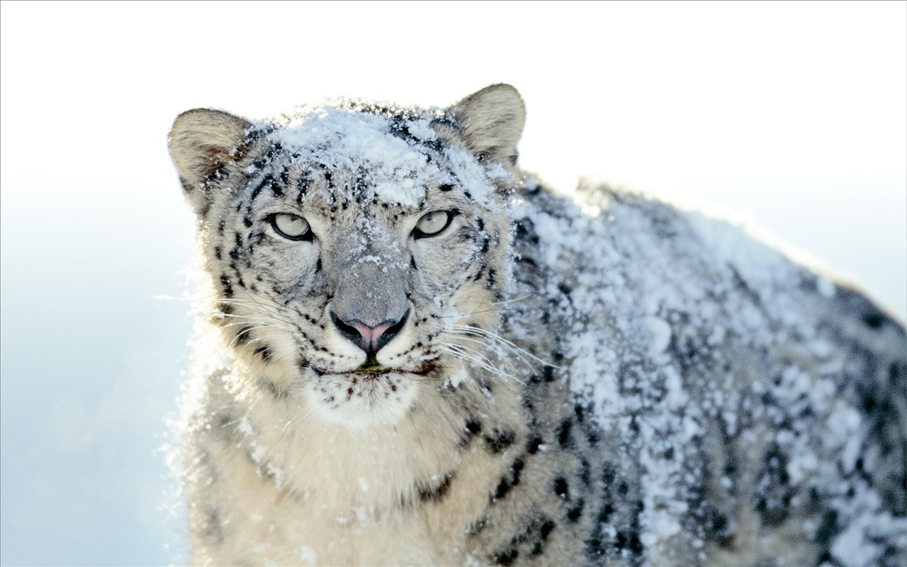 アップル社のSnow Leopardのデフォルトの壁紙フル #21 - 1280x800