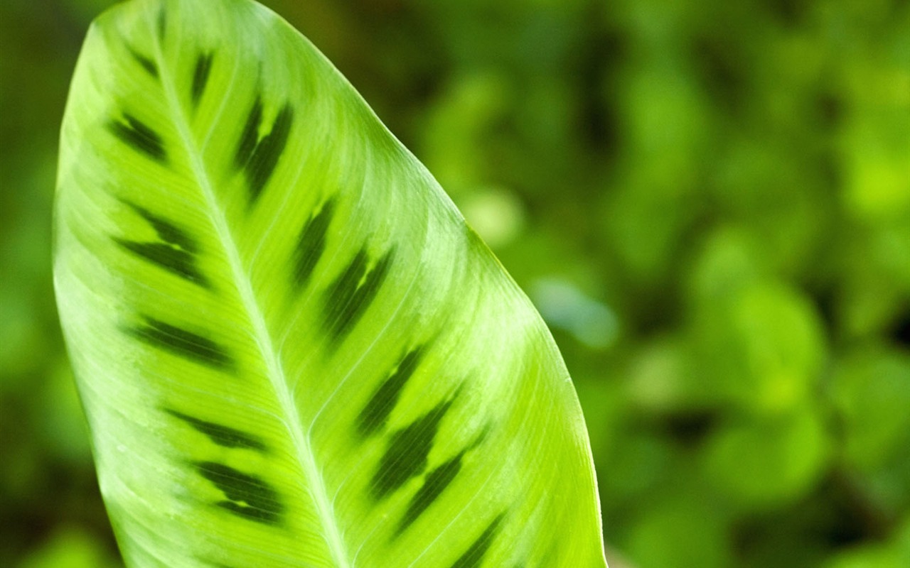 녹색 식물 잎 배경 #1 - 1280x800