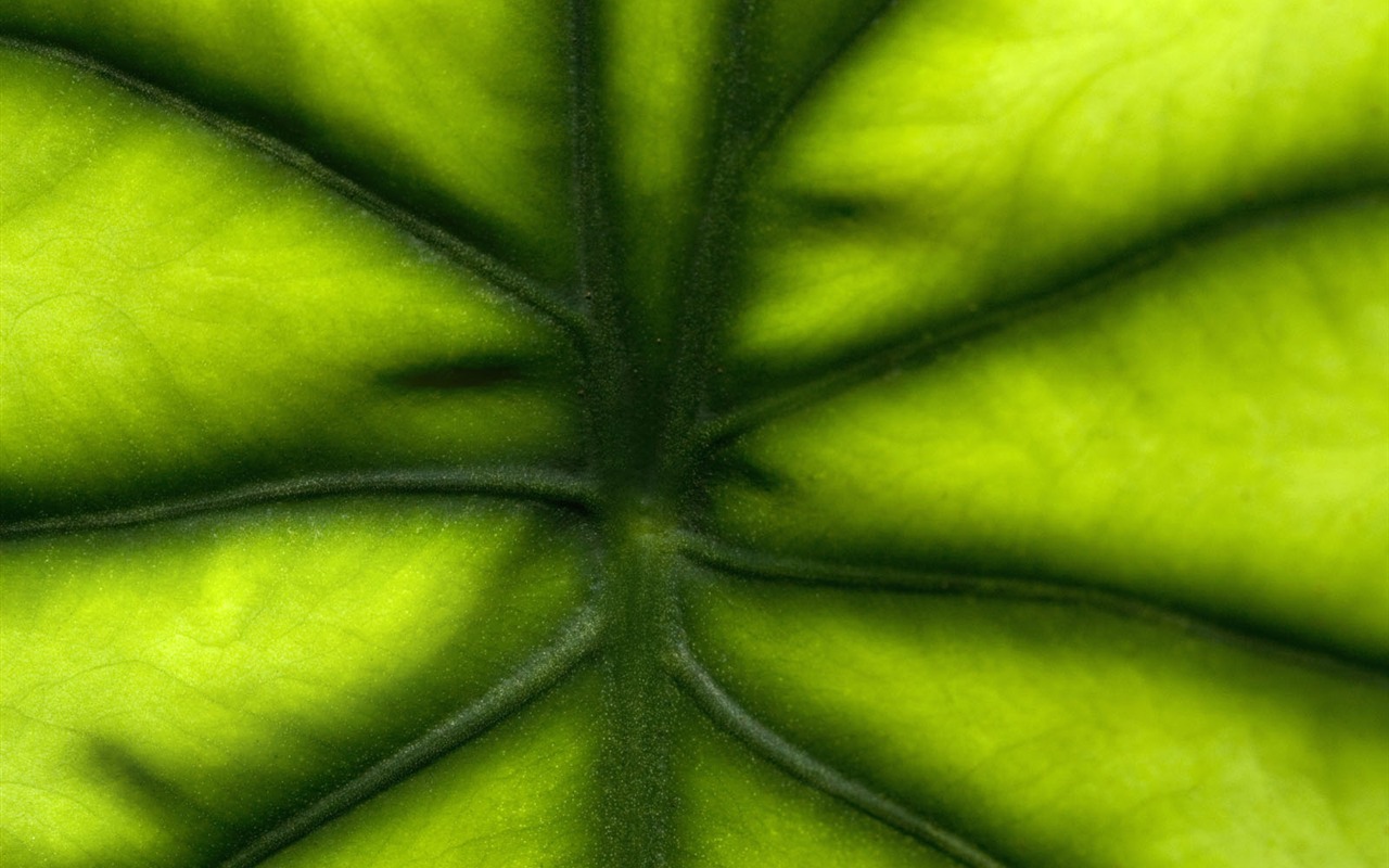 植物绿叶壁纸3 - 1280x800