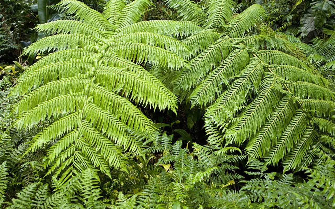 Plantas Fondos de color Verde Hoja #6 - 1280x800