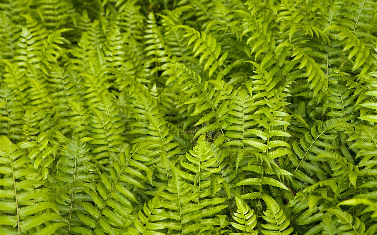 녹색 식물 잎 배경 #9 - 1280x800