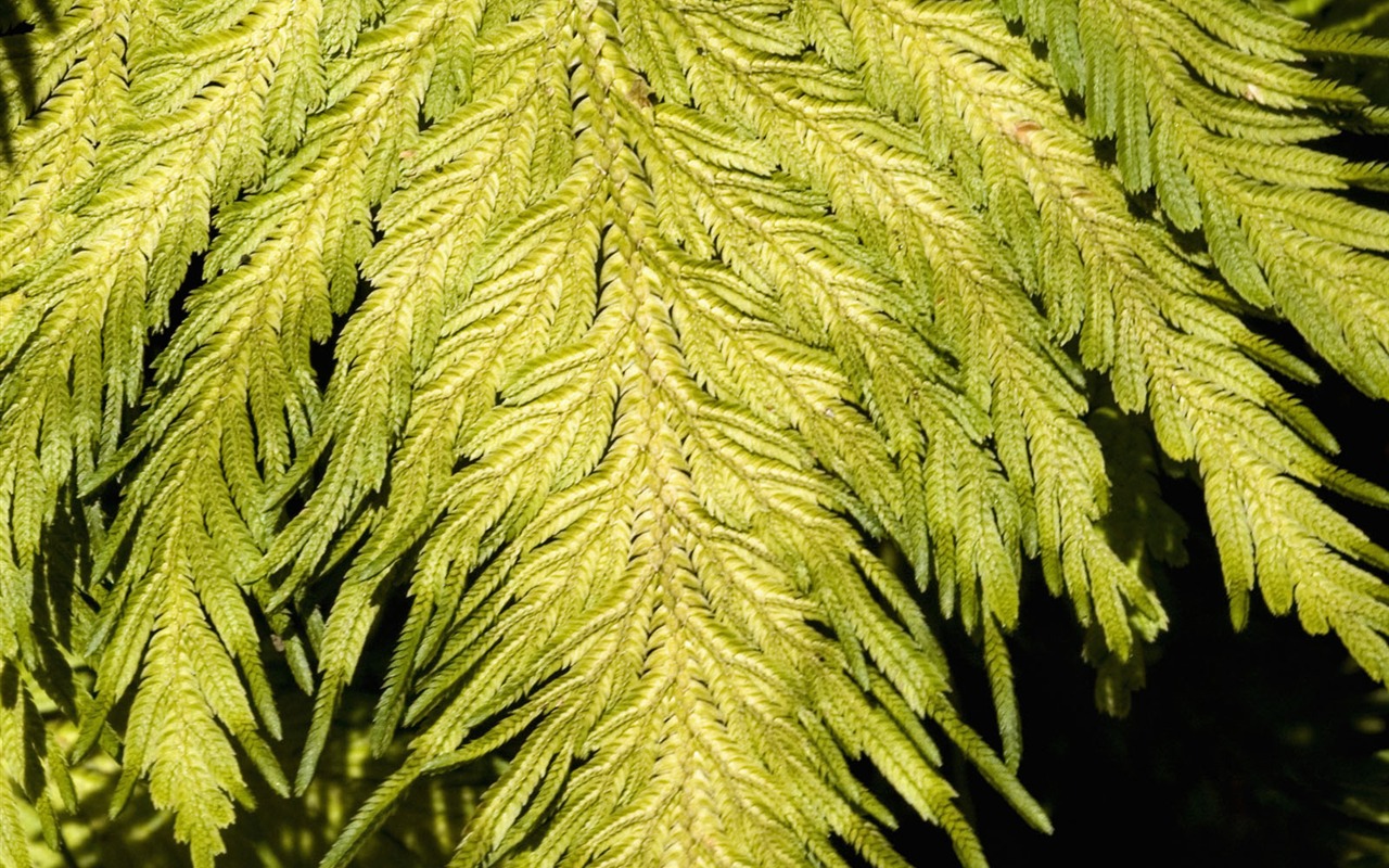 植物綠葉壁紙 #10 - 1280x800