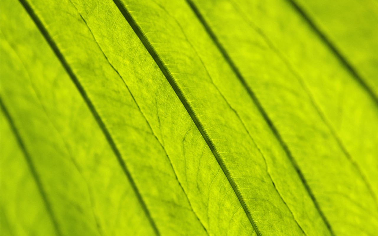 녹색 식물 잎 배경 #12 - 1280x800