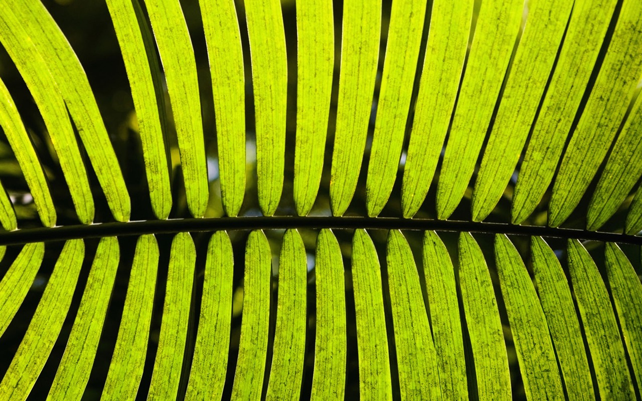 녹색 식물 잎 배경 #15 - 1280x800