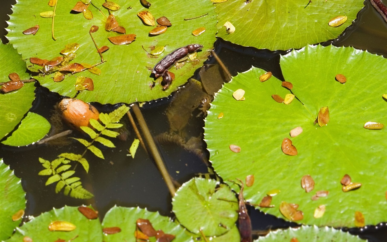 植物绿叶壁纸16 - 1280x800