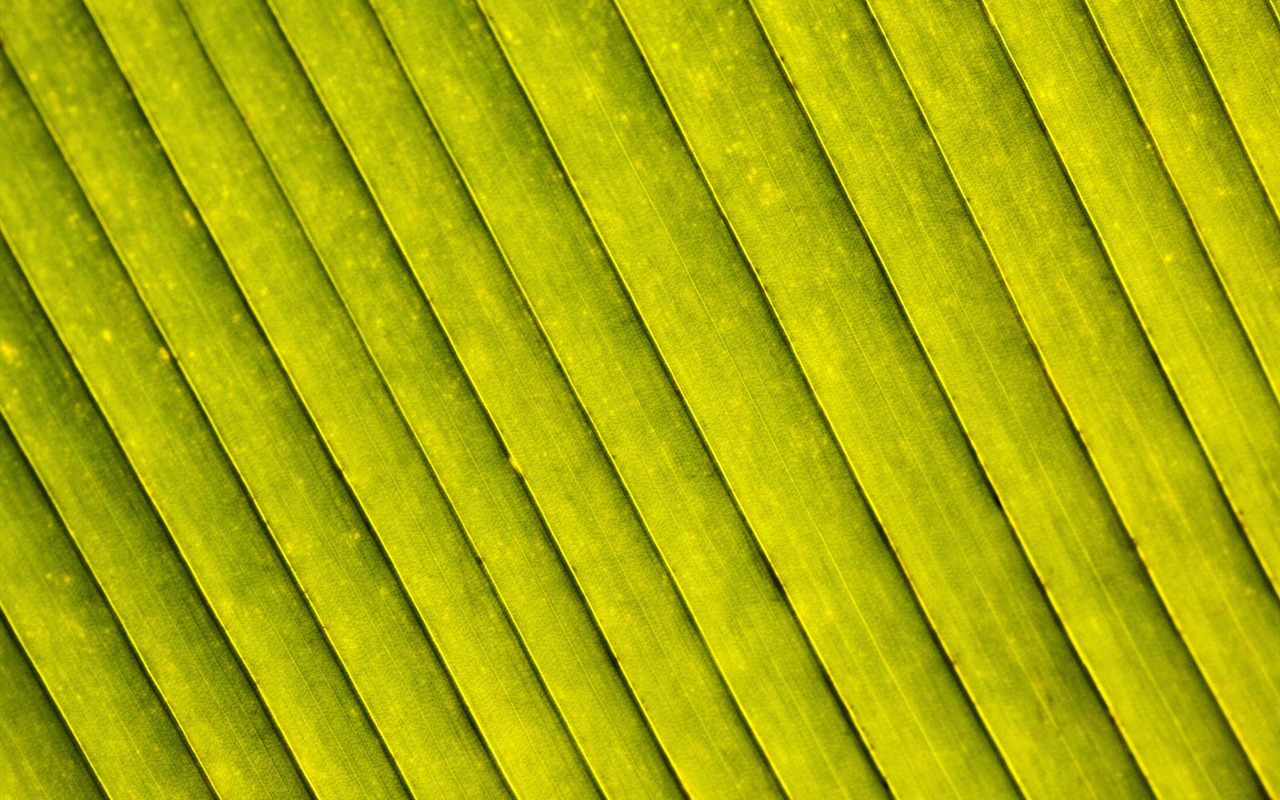 녹색 식물 잎 배경 #17 - 1280x800