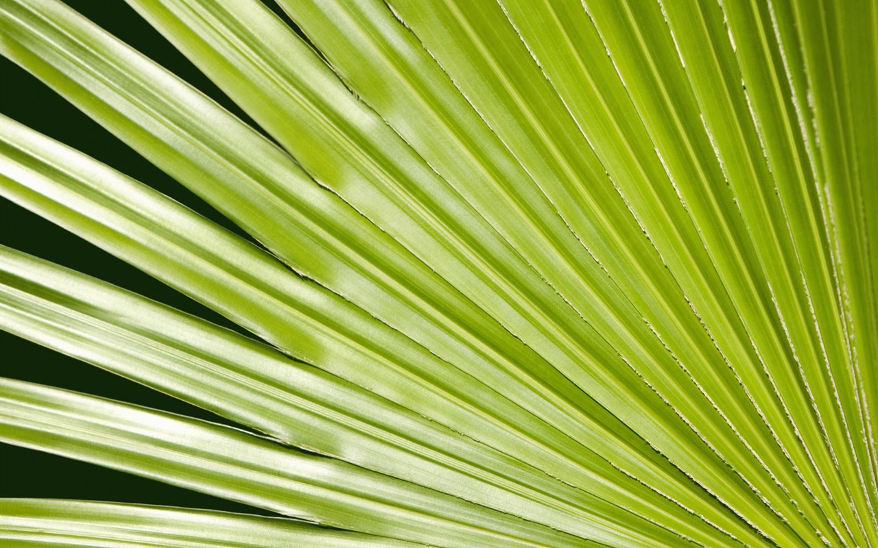 Plants Green Leaf Wallpaper #18 - 1280x800