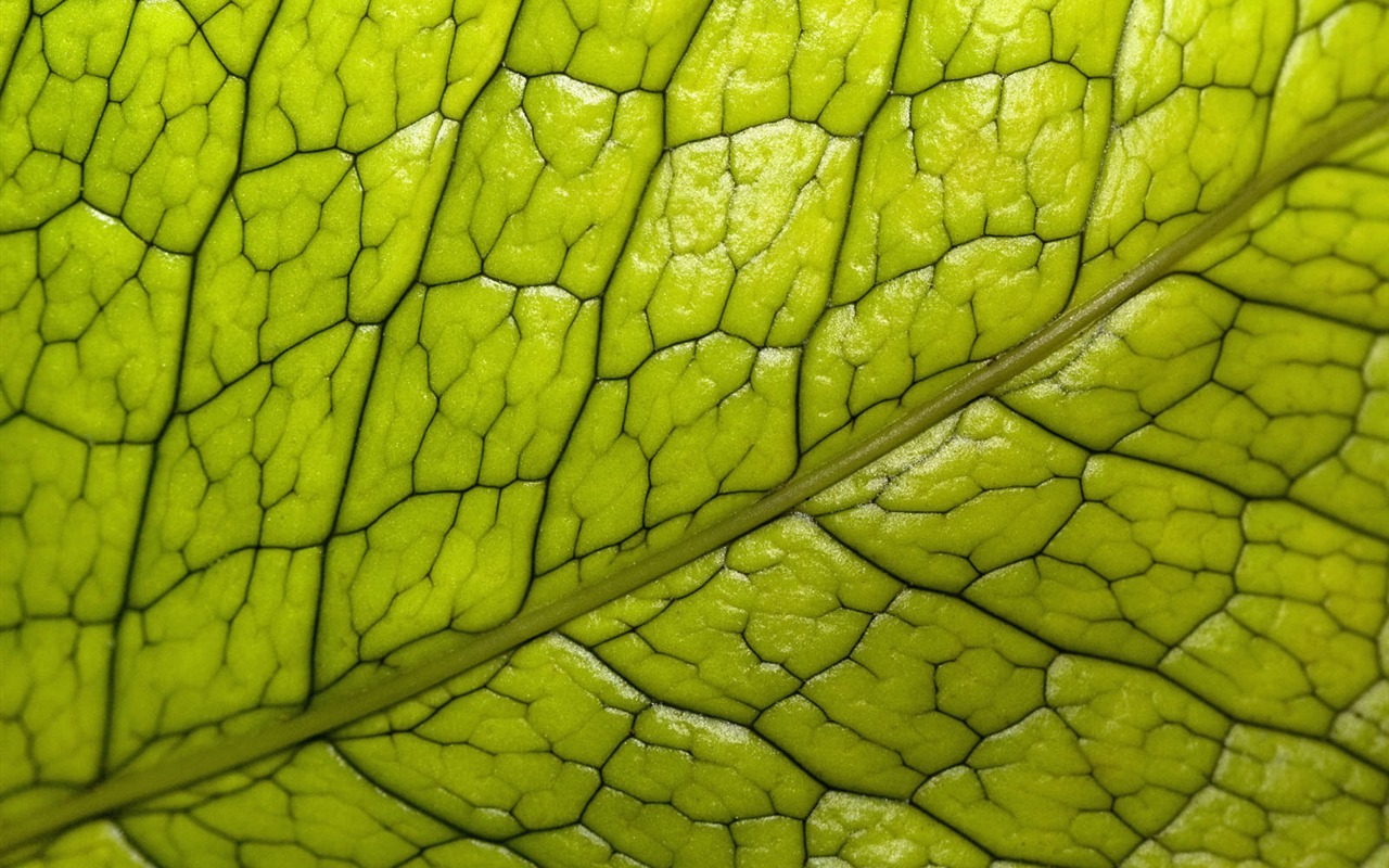 Plants Green Leaf Wallpaper #20 - 1280x800
