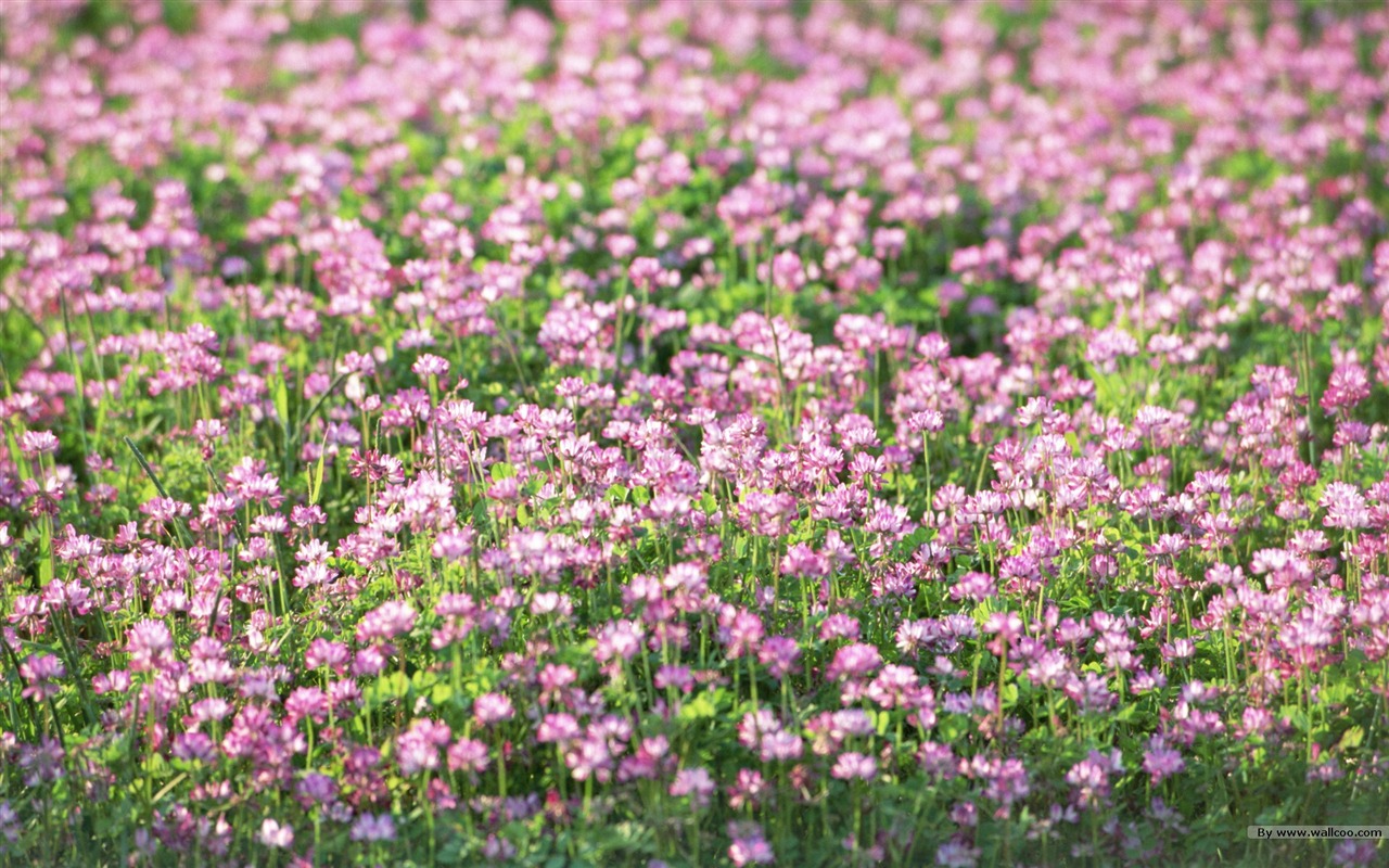 清新風格花卉攝影壁紙 #5 - 1280x800