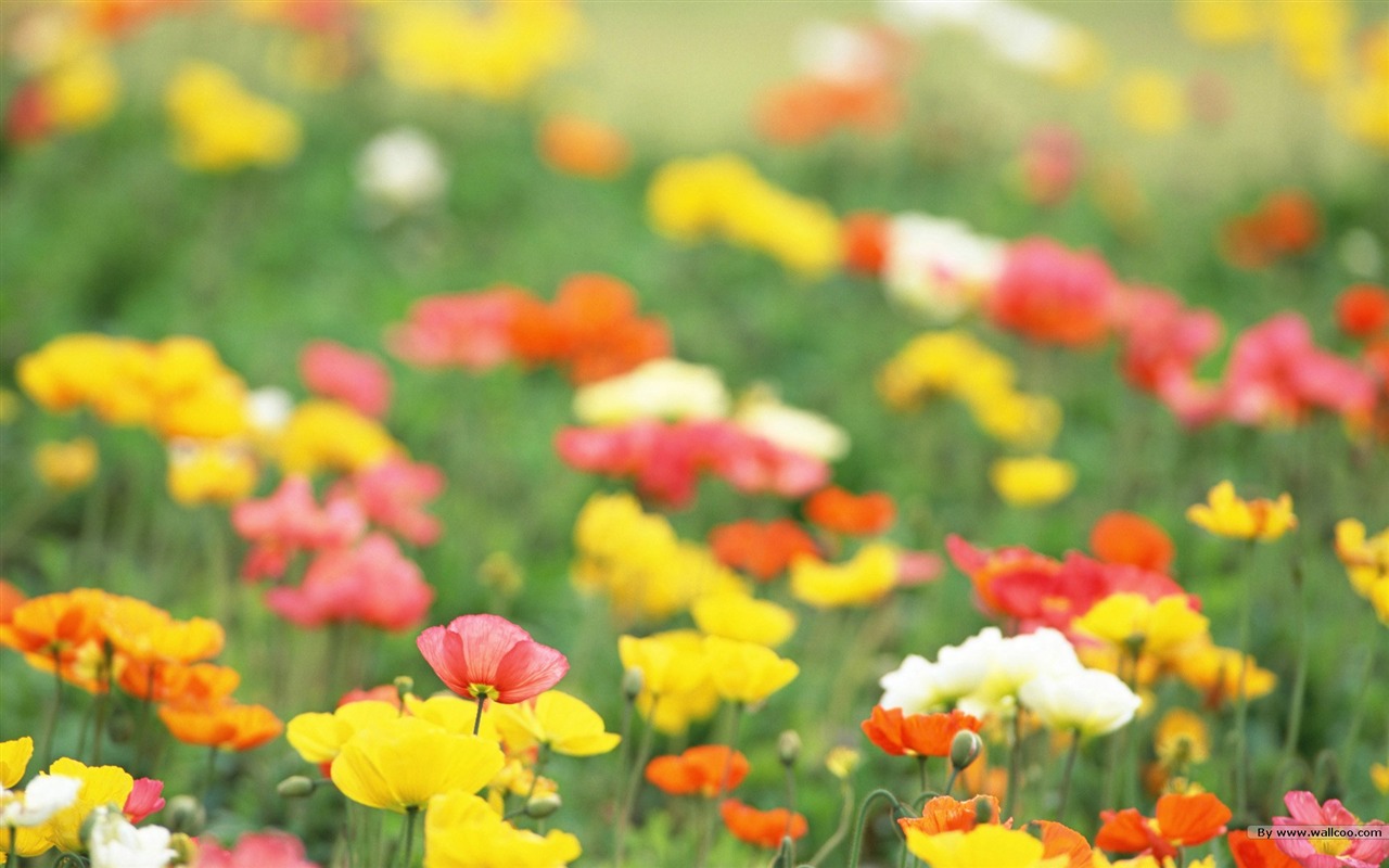 清新風格花卉攝影壁紙 #8 - 1280x800
