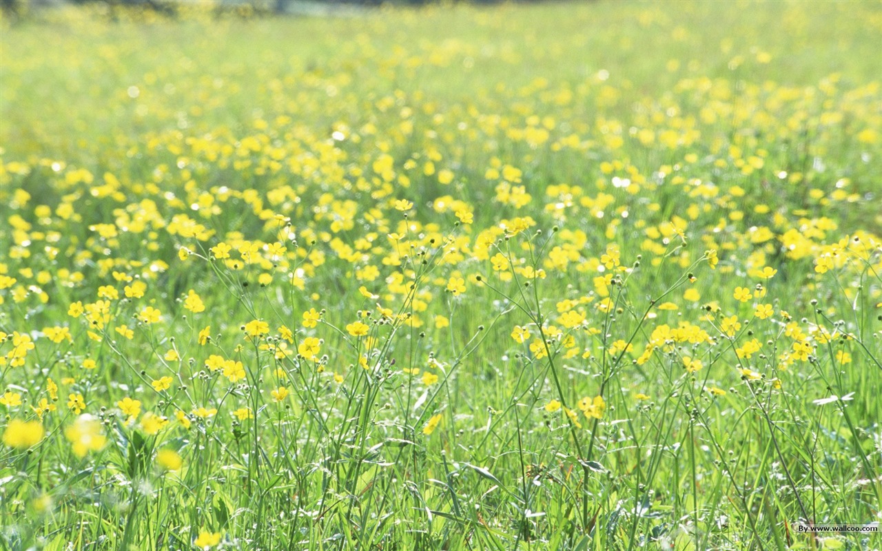 Frais d'écran Fleurs de style #11 - 1280x800