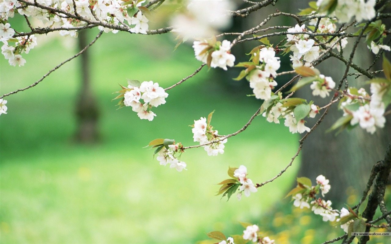 フレッシュスタイルの花の壁紙 #17 - 1280x800