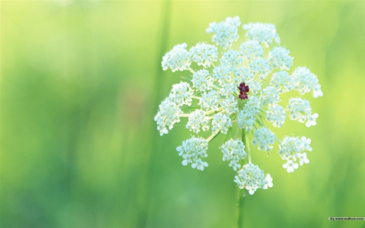 フレッシュスタイルの花の壁紙 #20 - 1280x800