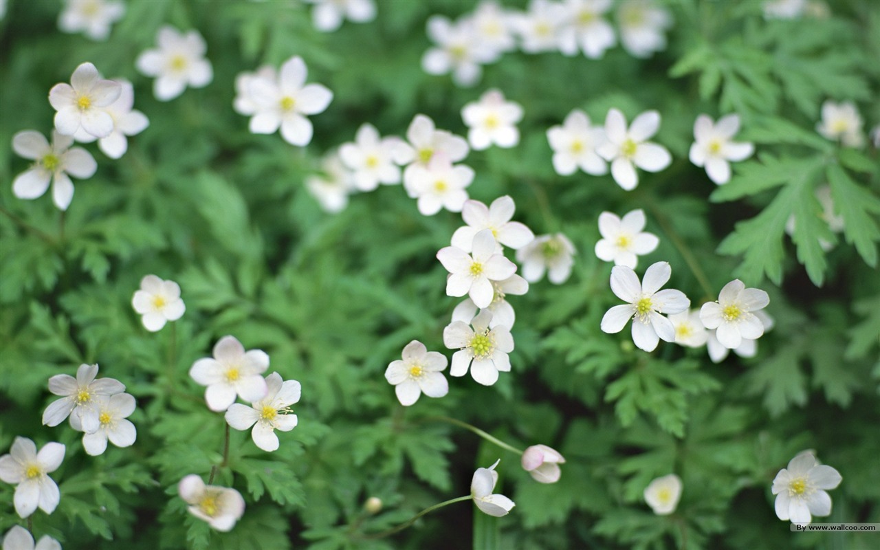 フレッシュスタイルの花の壁紙 #22 - 1280x800