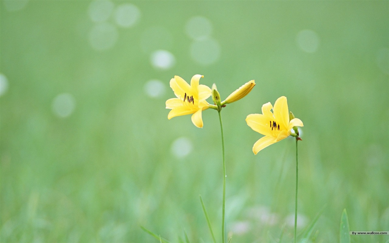 フレッシュスタイルの花の壁紙 #24 - 1280x800