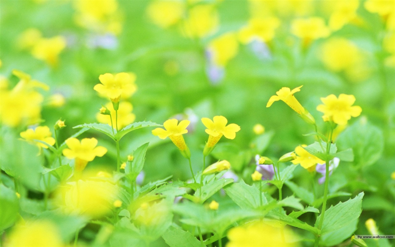 清新風格花卉攝影壁紙 #27 - 1280x800