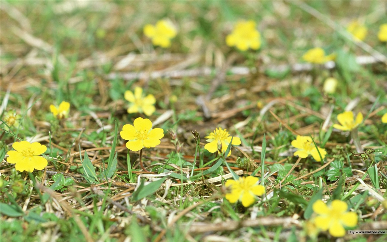 Frais d'écran Fleurs de style #28 - 1280x800