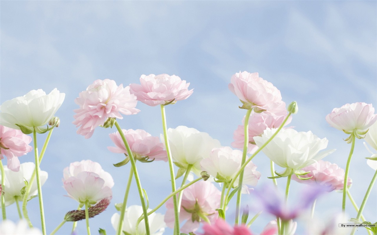 Fresh style Flowers Wallpapers #31 - 1280x800
