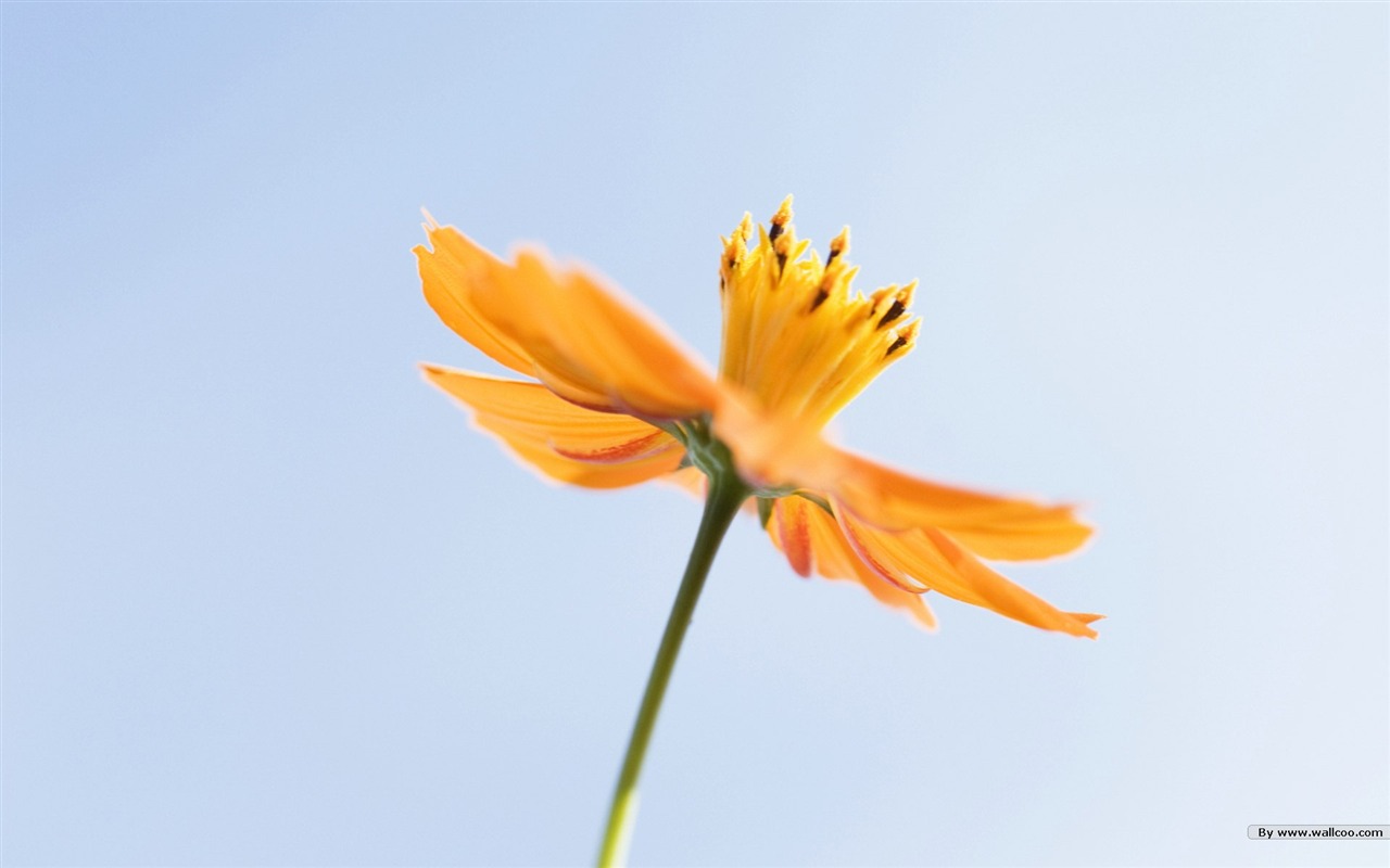 清新風格花卉攝影壁紙 #33 - 1280x800