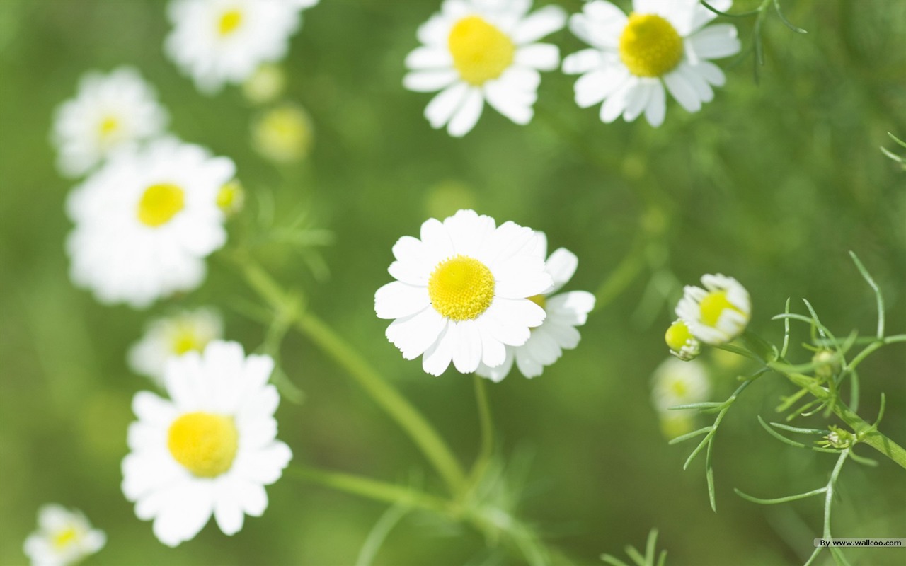 フレッシュスタイルの花の壁紙 #35 - 1280x800