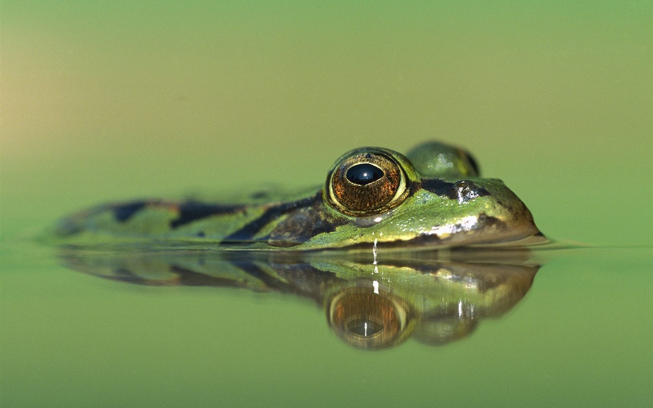 Fonds d'écran animaux Webshots (2) #11 - 1280x800