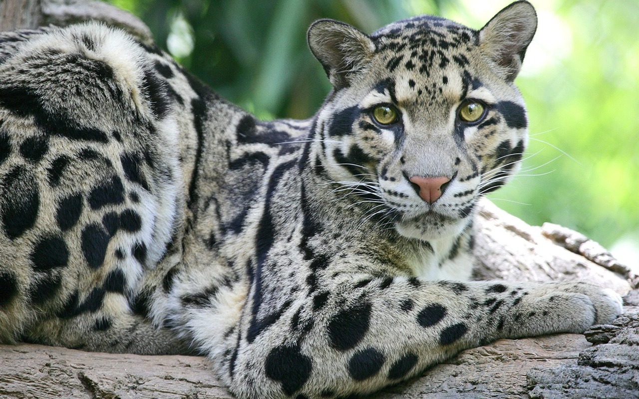 Webshots動物壁紙(二) #15 - 1280x800