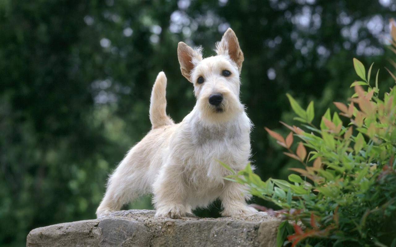 Wallpapers of pet dogs photo #12 - 1280x800