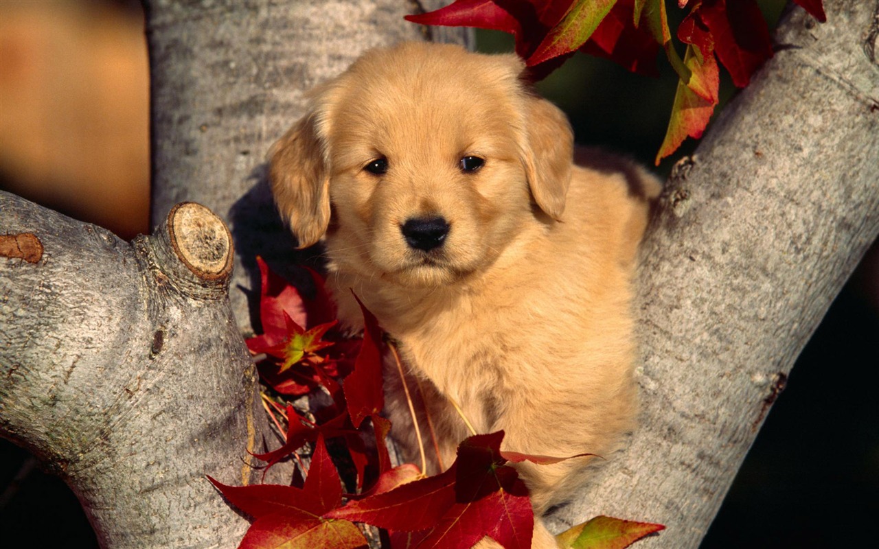 Wallpapers of pet dogs photo #19 - 1280x800
