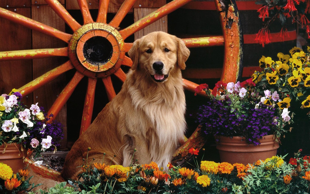 HD wallpaper cute dog #4 - 1280x800