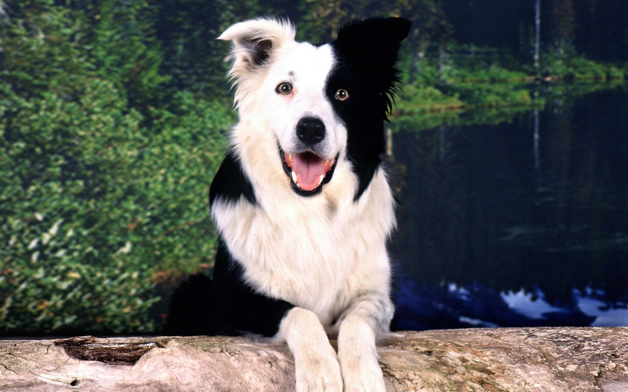 HD wallpaper cute dog #5 - 1280x800
