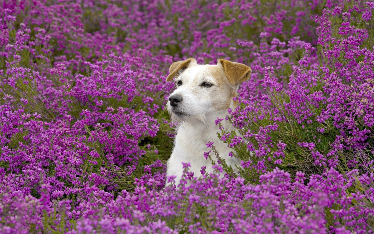 HD wallpaper roztomilý pes #8 - 1280x800